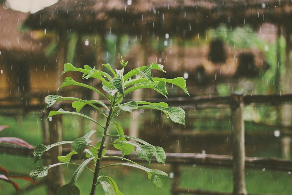 Kerala, uno de los mejores lugares durante el monzón