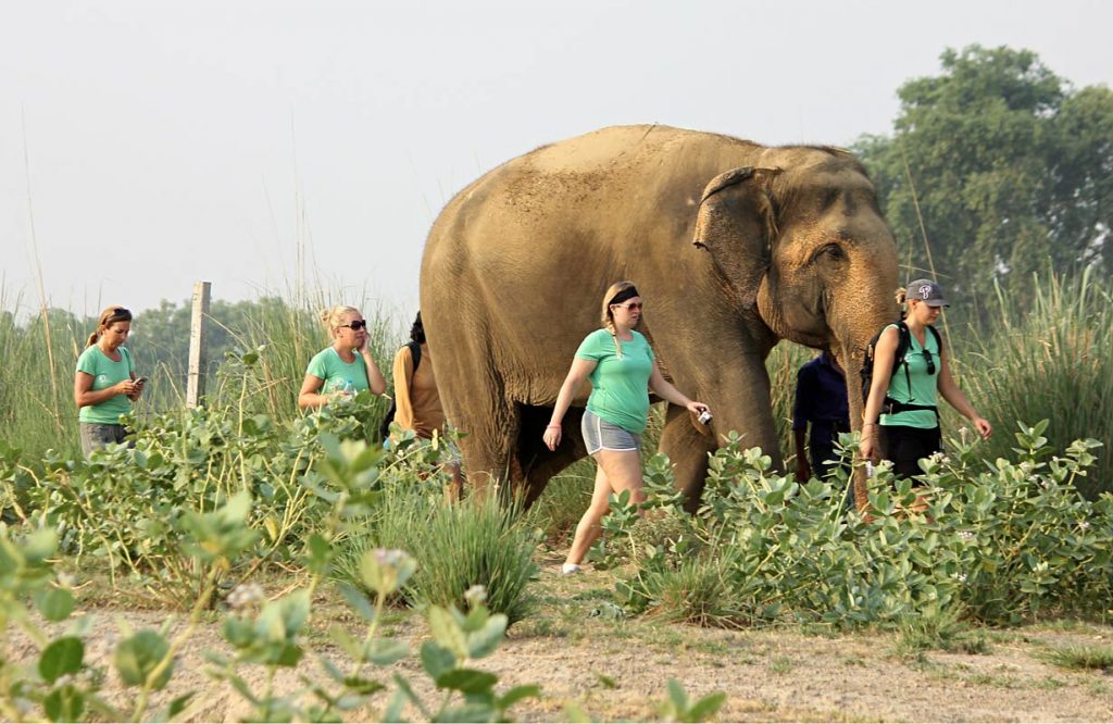 Voluntariado en Wildlife SOS, hogar de elefantes