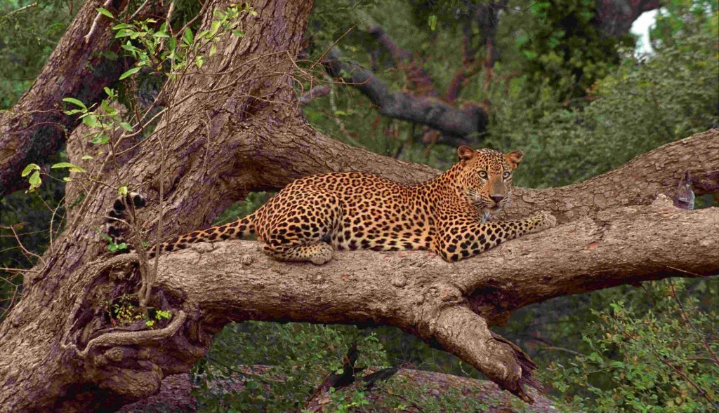 Leopardo en el parque nacional de Yala Sri Lanka