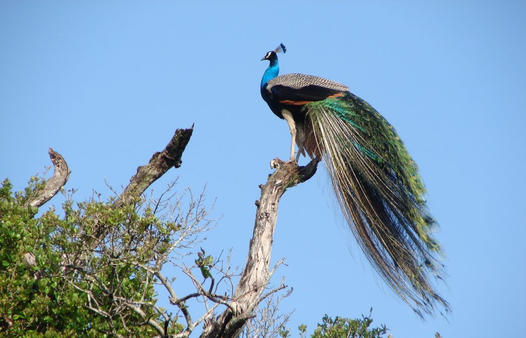 Pavo real en el Wasgamuwa National Park