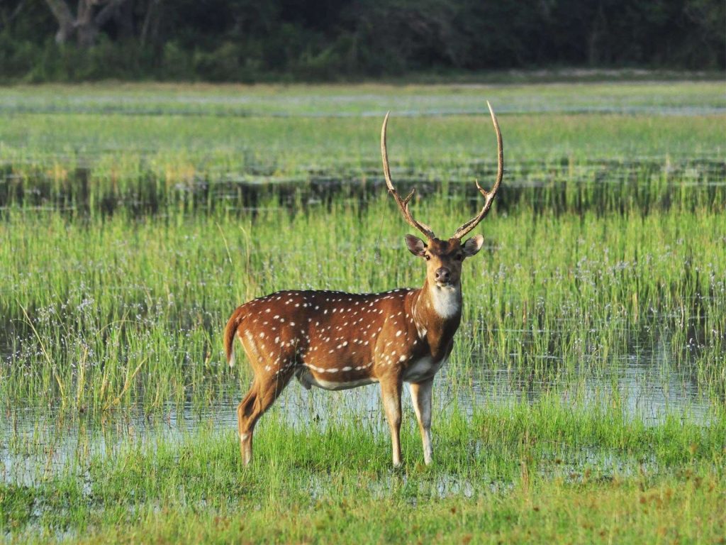 Sambar en uno de los lagos de Wilpattu en Sri Lanka