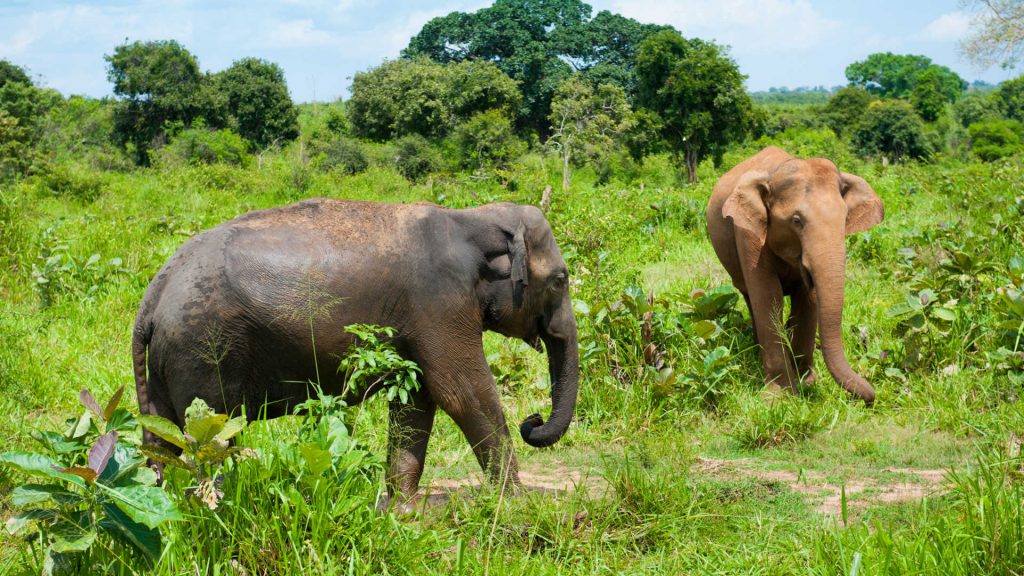 Elefantes en el parque nacional de Udawalawe Sri Lanka 