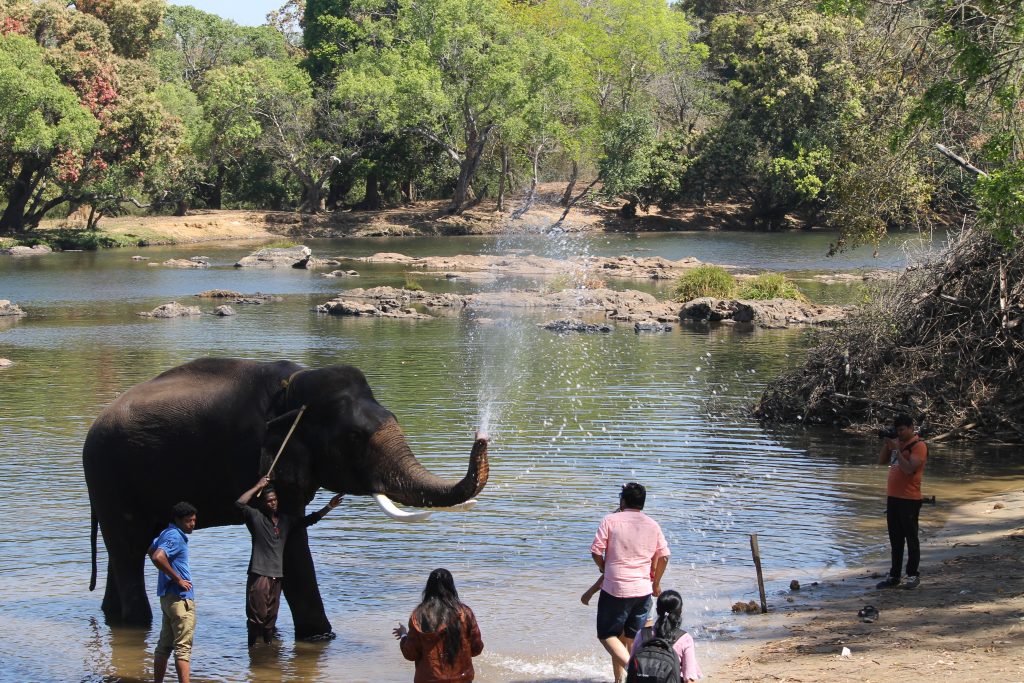 Elefante lanzando agua en el Dubare Elephant cAMP 