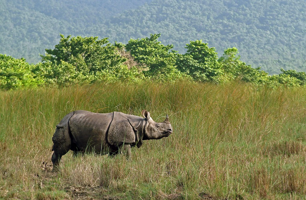 Rinoceronte en Parque Nacional Chitwan