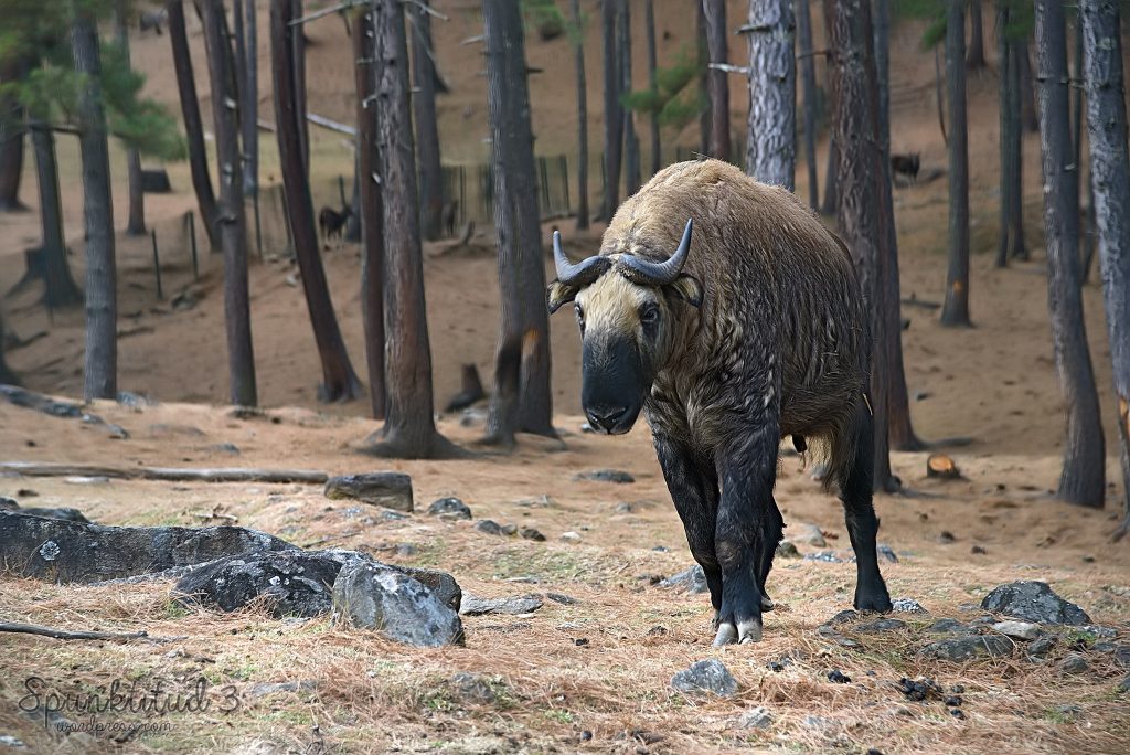 Ejemplar de takín en Motithang Takin Reserve