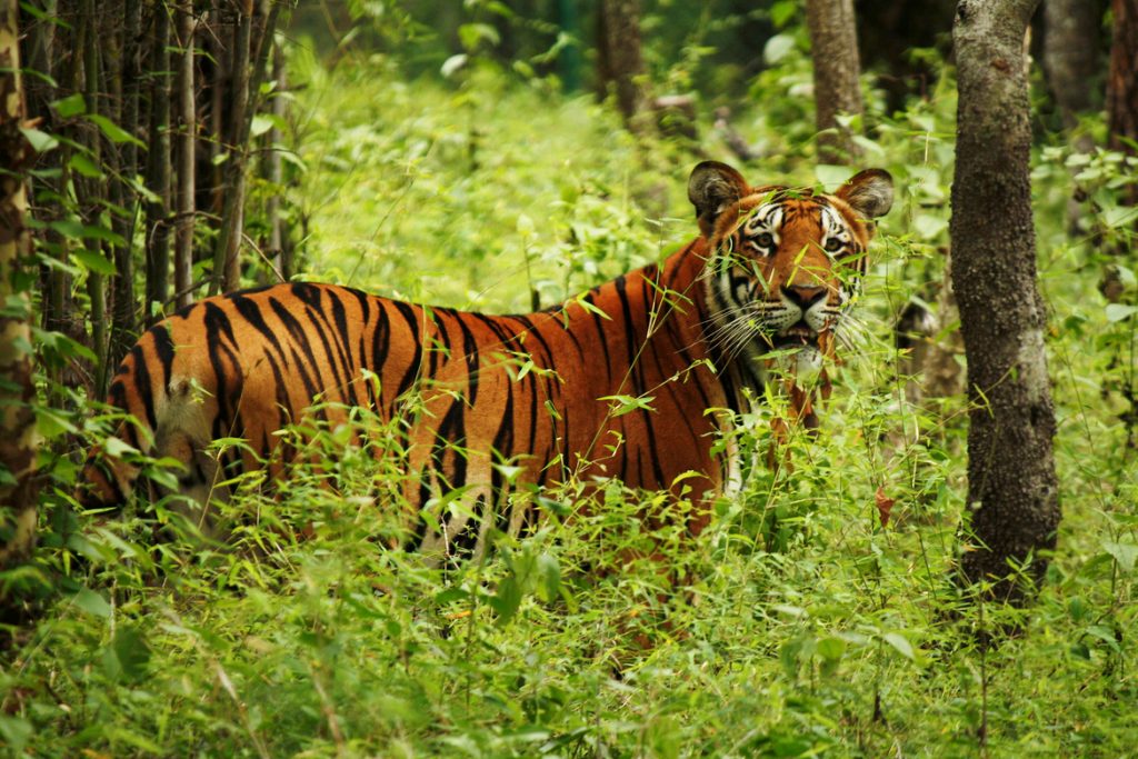 Tigre observando en el Parque Nacional de Chitwan en Nepal