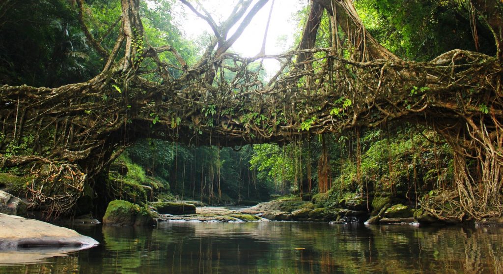 Puente de raíces vivientes en el estado de Meghalaya India 