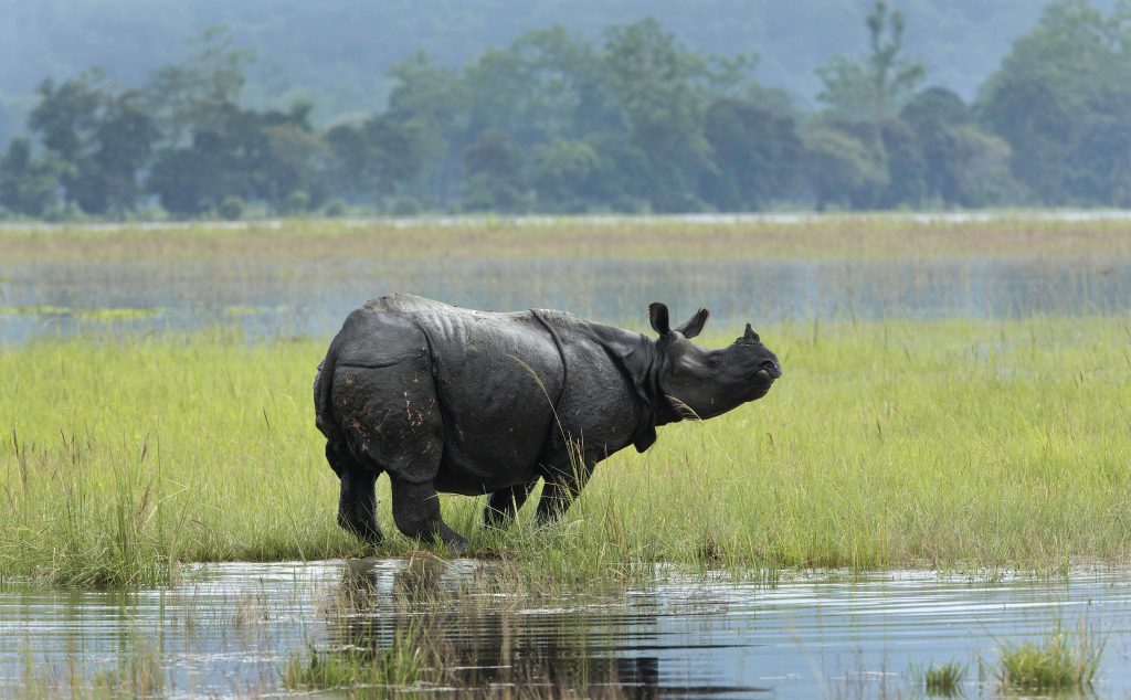 Rinoceronte en el Parque Nacional de Kaziranga en Assam. 