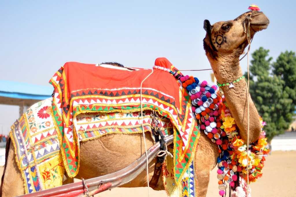 Camello de colores en Pushkar 