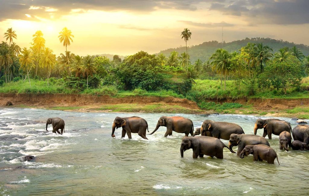 Elefantes en libertad en un río de Sri Lanka