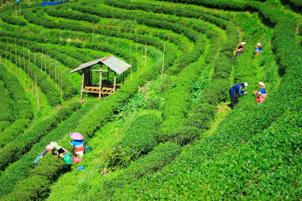 Trabajadores en las plantaciones de te de Assam