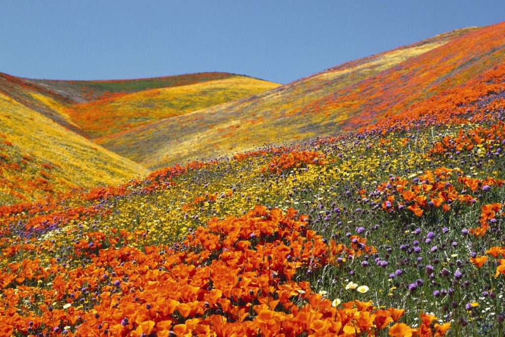 Los bellos colores del Valle de las Flores en Uttaranchal. 