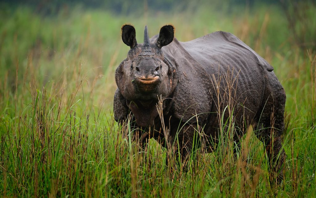 El mejor mirador de rinocerontes en Kaziranga National Park 