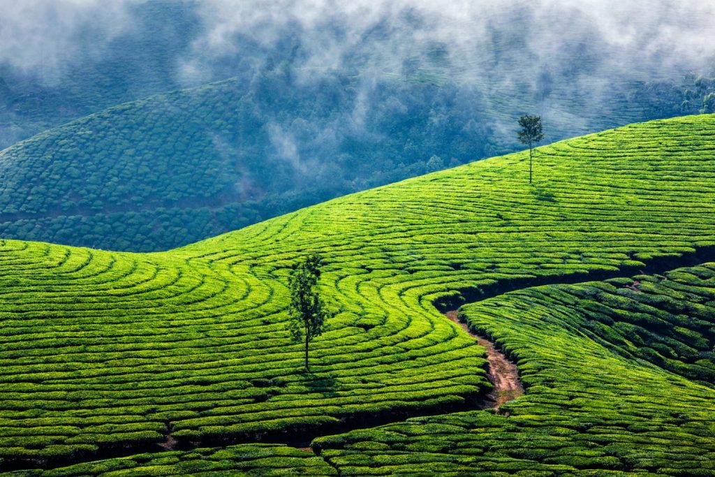 Las plantaciones de Nuwara Eliya en Sri Lanka es una gran atracción