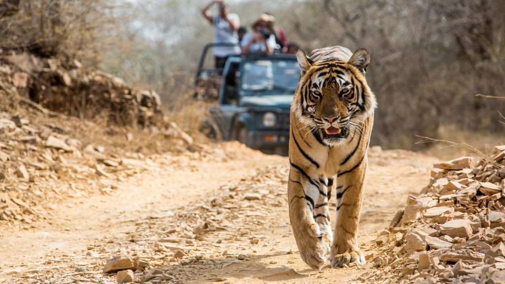 Tigre caminando por parque nacional de India