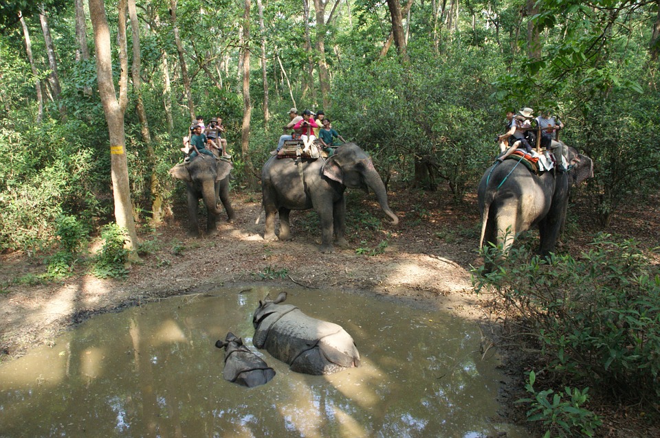 Rinocerontes y elefantes durante un safari en el Parque Nacional de Chitwan 