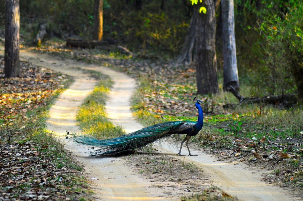 Pavo real paseando por la selva del Parque Nacional de Tadoba 