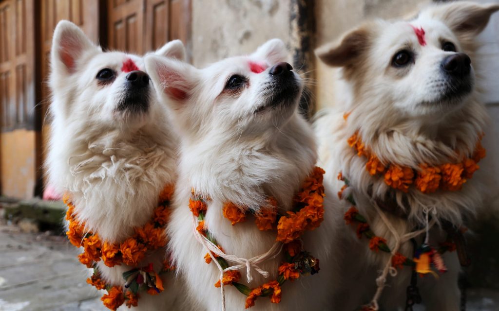 Perros en el festival Tihar de Nepal 