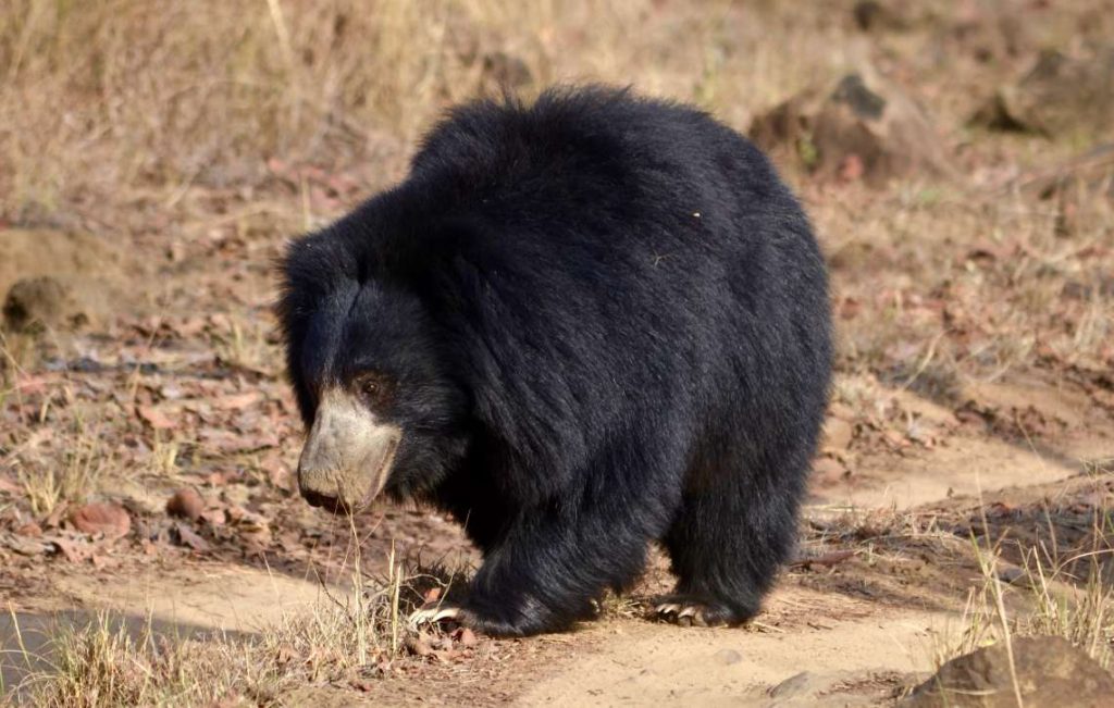 Oso perezoso, una de las especies más famosas de la Reserva de Satpura 