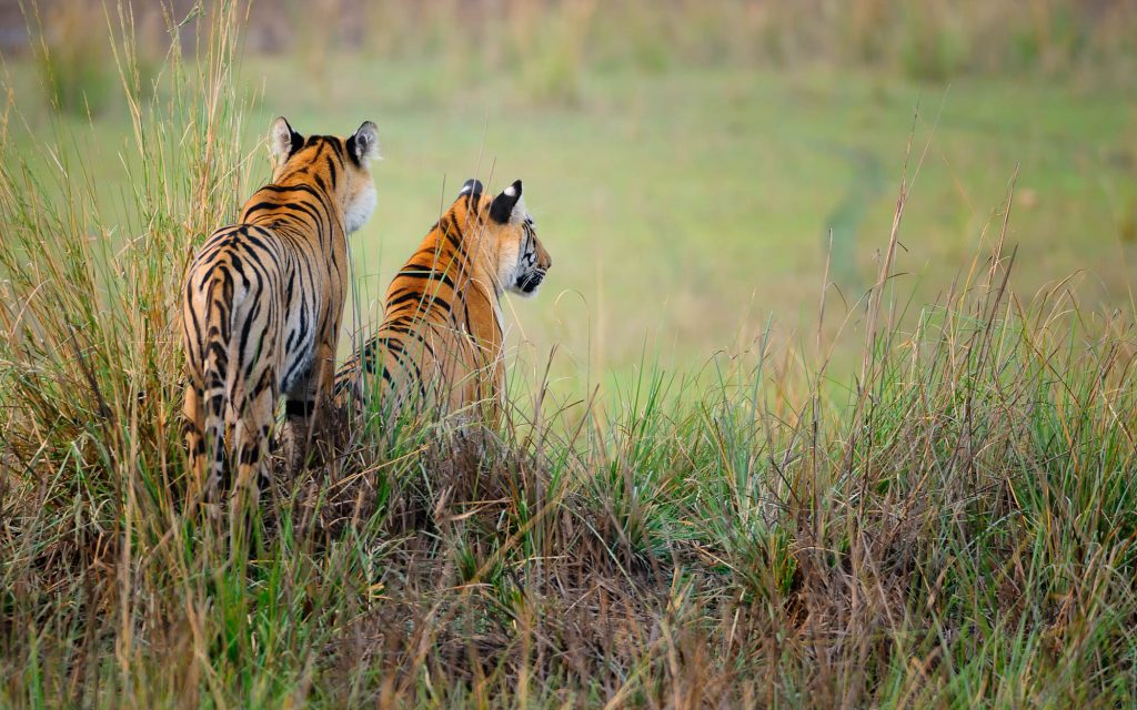 Dos tigres frente a una llanura de India