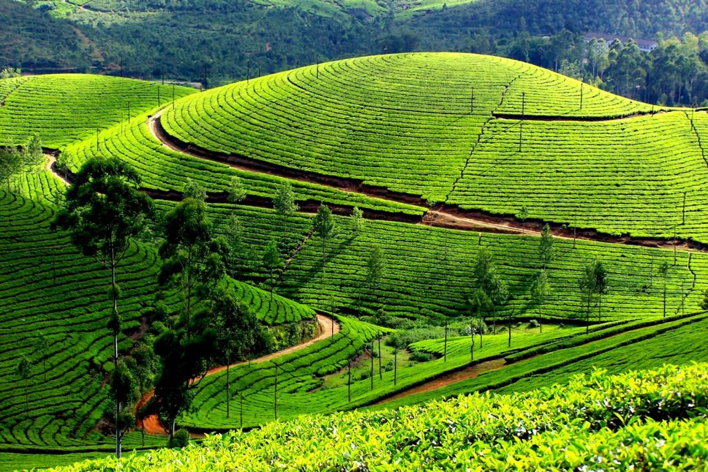 Verdes plantaciones de té en Munnar Kerala 