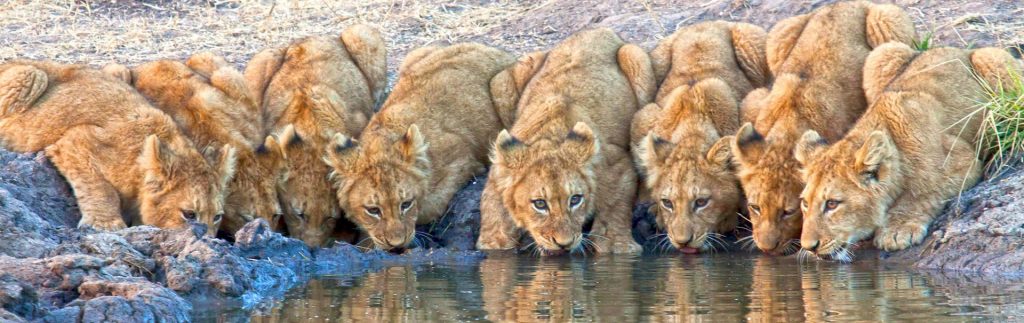 Leones asiáticos bebiendo agua en Gujarat 