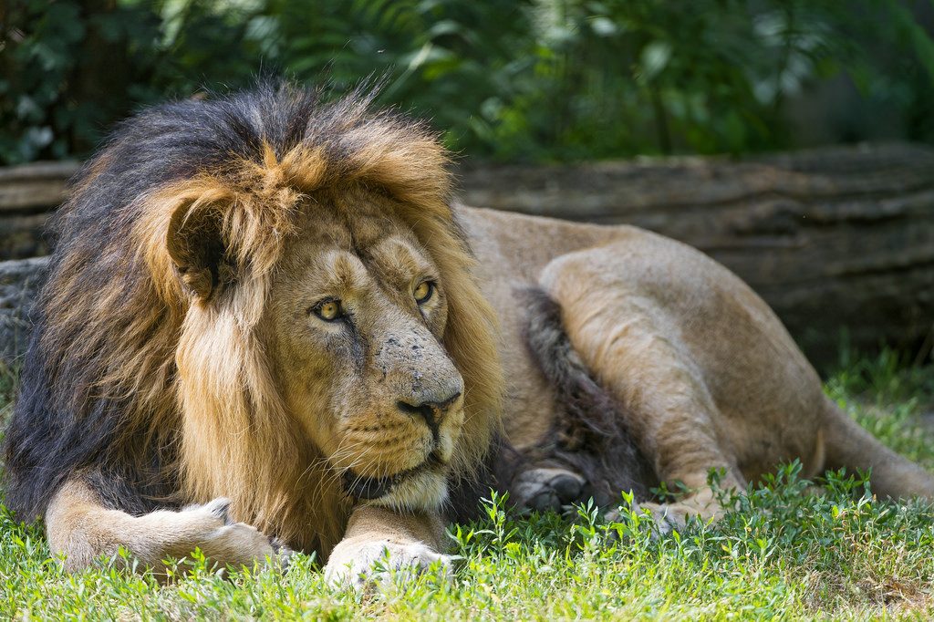 León macho en Gir National Park en Gujarat India 