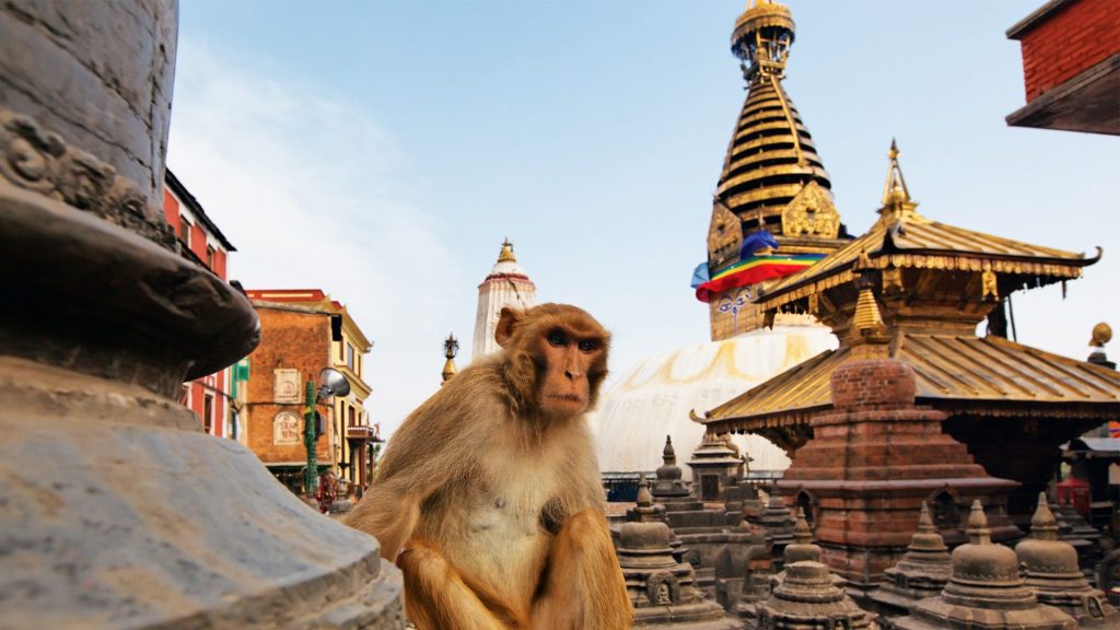 Mono mirando a la cámara en la estupa de Swayambhunath en Katmandú