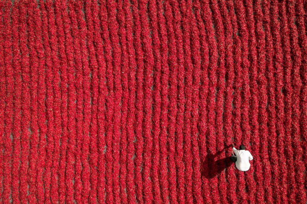 Agricultor en campo de chiles en Andhra Pradesh