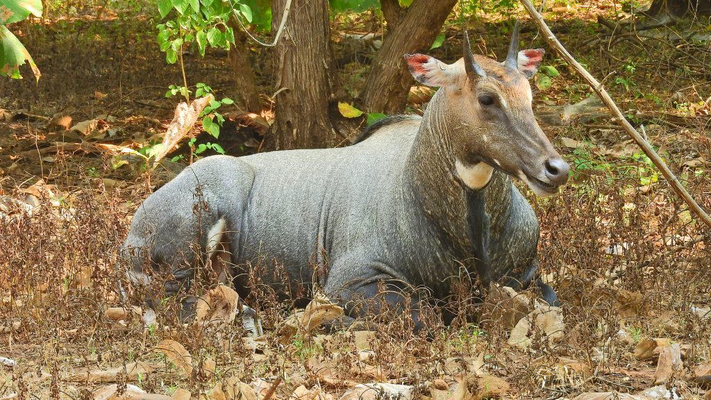 Ciervo nilgai en Gujarat India 