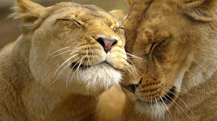 Dos ejemplares de león asiático en Gujarat 