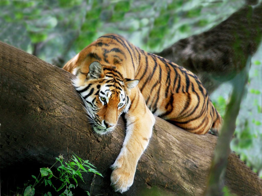 Tigre de Bengala descansando en un árbol en Thekkady 