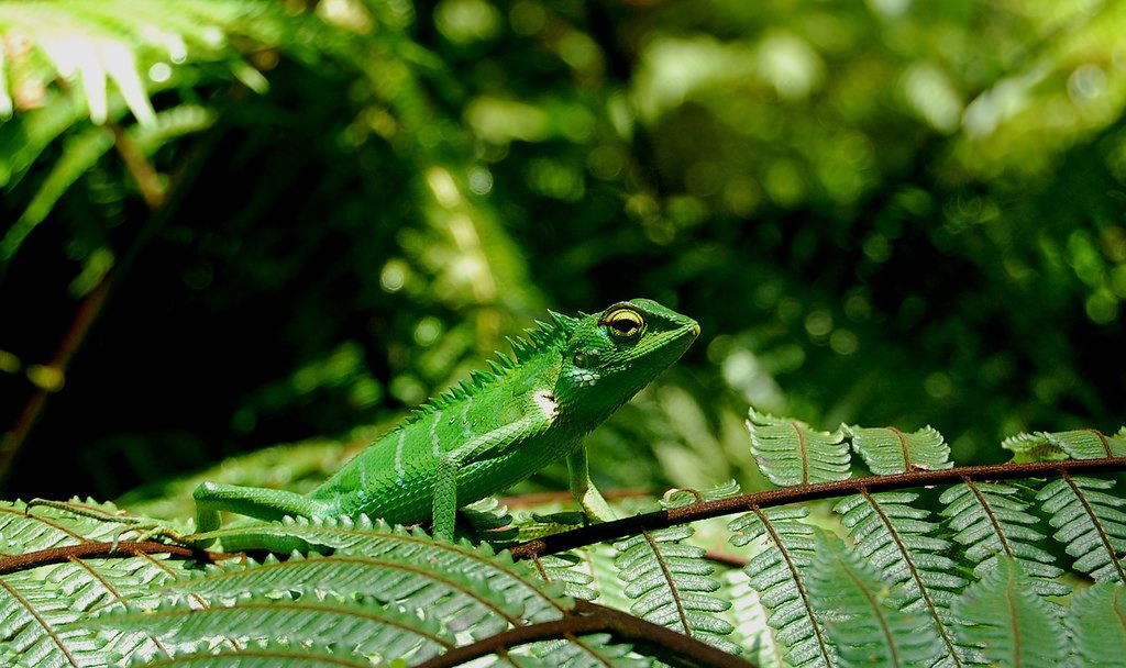 Camaleón en un bosque de la reserva de Sinharaja 