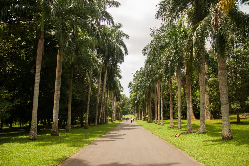 Naturaleza en el Jardín Botánico de Kandy en Sri Lanka 