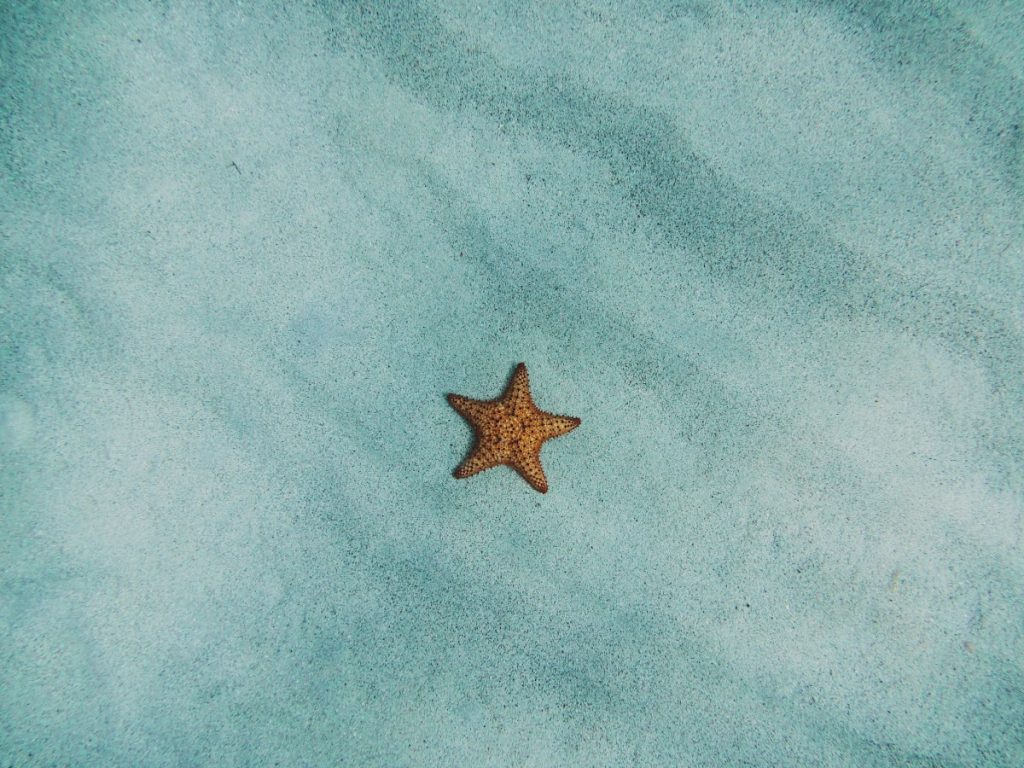 Estrella de mar en Maldivas 