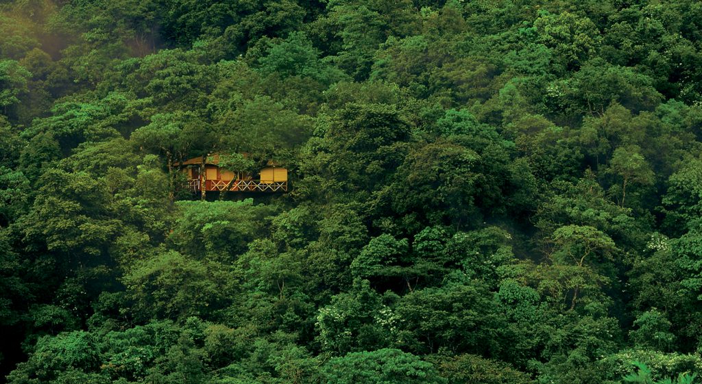 Cabaña de hotel árbol en la selva de Kerala 