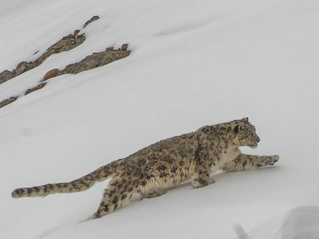 Leopardo de las nieves en Pin Valley National Park 