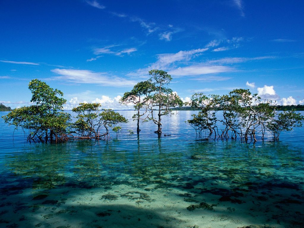 Árboles en el mar en las islas Andamán 