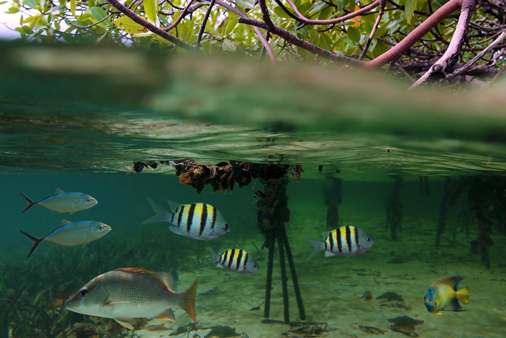 Peces tropicales en los manglares de Neil Island 