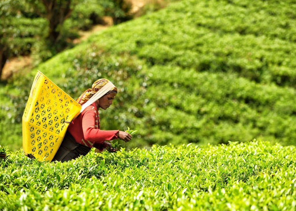 Mujer recogiendo hojas de té en Ohiya. 