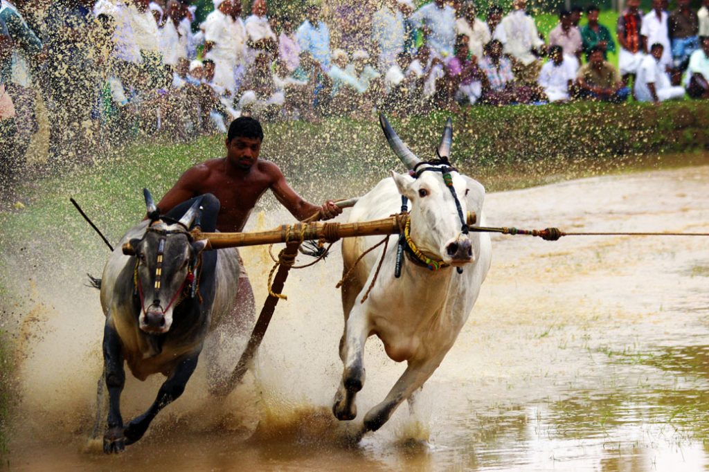 Bull surfing en Kerala 