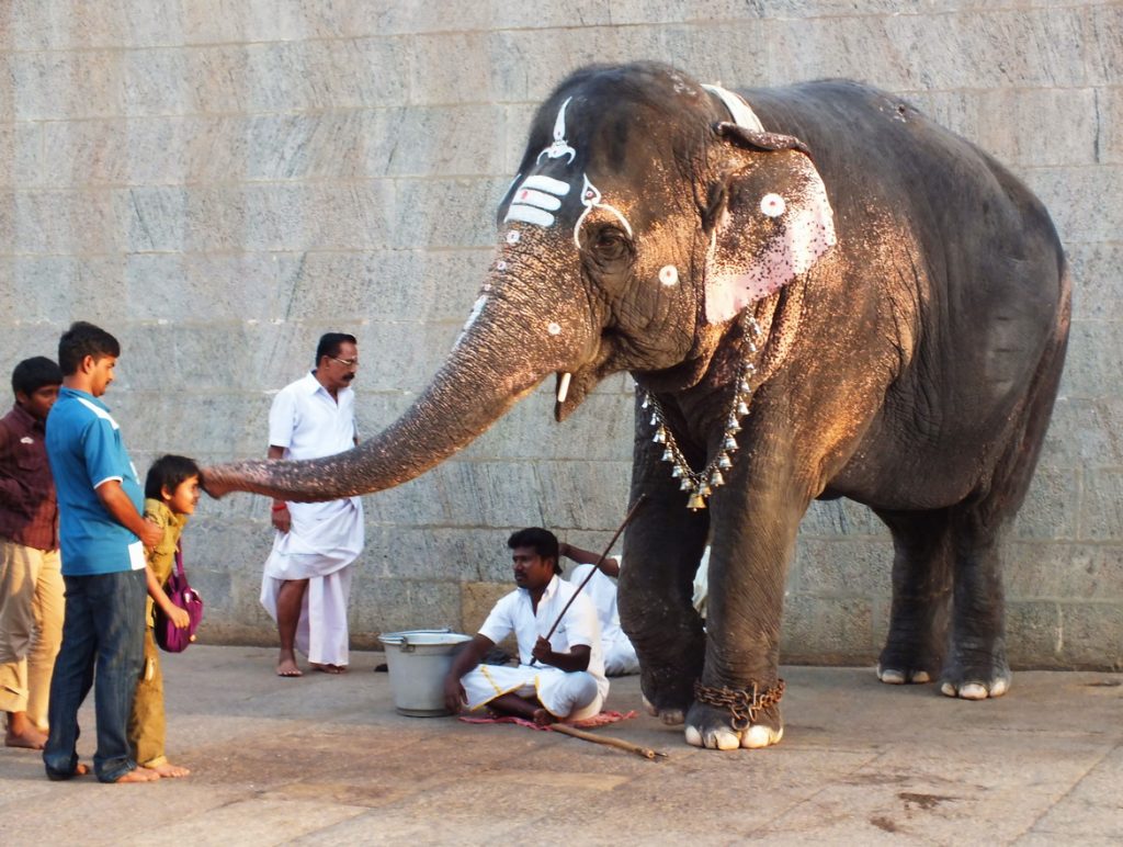 Elefante en el templo de Madurai 