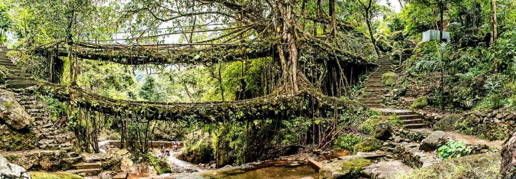 Puentes de raíces en India 