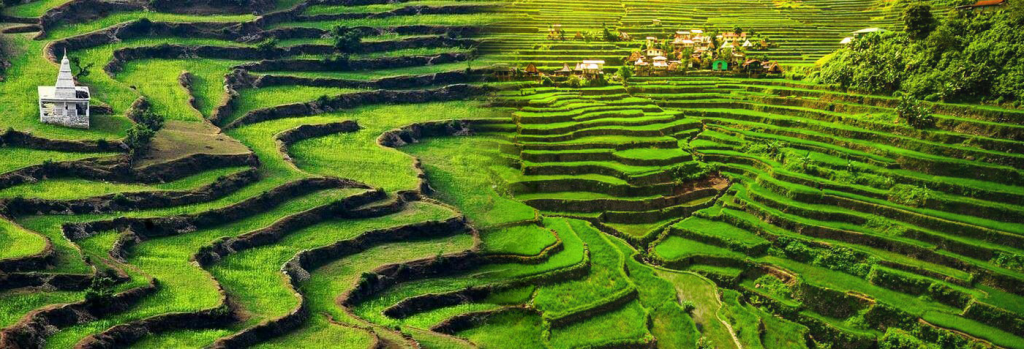 Arrozales de India y Filipinas