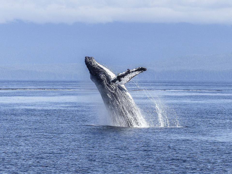 ballenas en sri lanka 