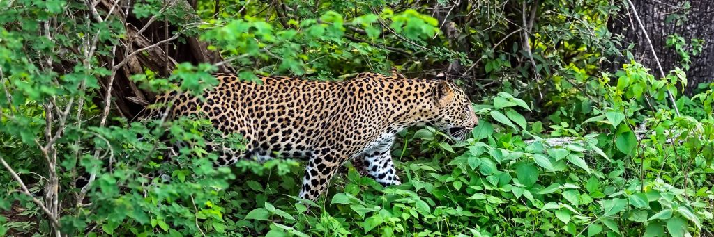 Leopardo en Sri Lanka 