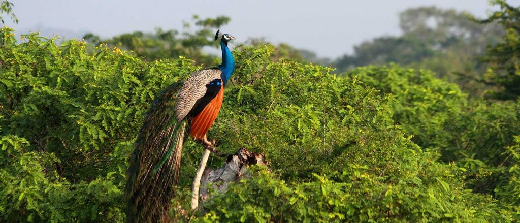 Diferencias entre un safari africano y un safari en India 