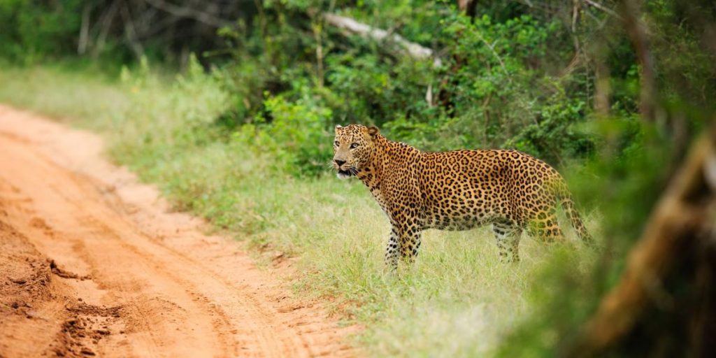 Leopardo