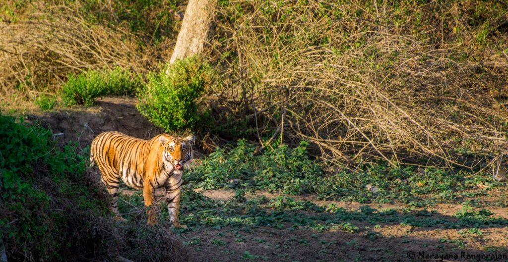 Tigre de Bengala en viaje de negocios a India 