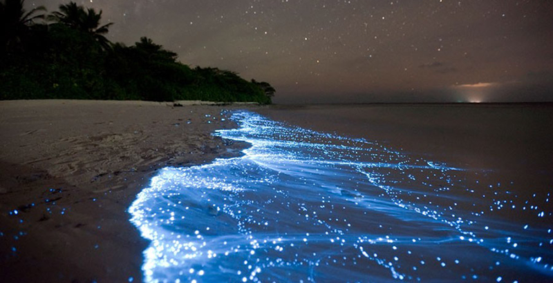 Bioluminiscencia en Maldivas 